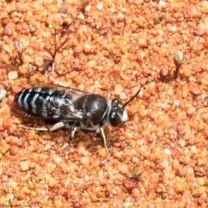 Bembix sp. (genus) at Acton, ACT - 9 Nov 2021