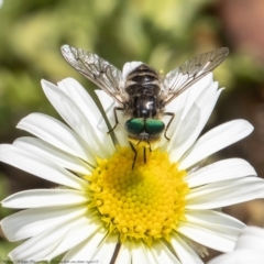 Ectenopsis sp. (March fly) at Acton, ACT - 8 Nov 2021 by Roger