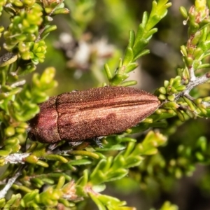 Melobasis propinqua at Bruce, ACT - 9 Nov 2021