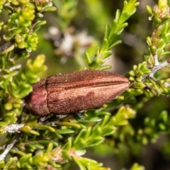 Melobasis propinqua (Propinqua jewel beetle) at Bruce, ACT - 8 Nov 2021 by Roger