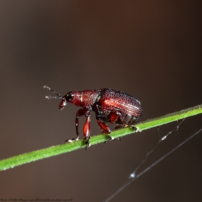 Euops sp. (genus) (A leaf-rolling weevil) at Black Mountain - 8 Nov 2021 by Roger
