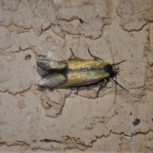 Philobota undescribed species near arabella at Wanniassa, ACT - 8 Nov 2021 09:53 PM