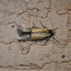 Philobota undescribed species near arabella (A concealer moth) at Wanniassa, ACT - 8 Nov 2021 by JohnBundock