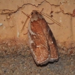 Euchaetis rhizobola (A Concealer moth) at Wanniassa, ACT - 8 Nov 2021 by JohnBundock