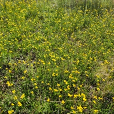 Goodenia pinnatifida (Scrambled Eggs) at Callum Brae - 9 Nov 2021 by Mike