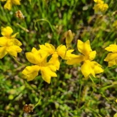 Goodenia pinnatifida at Jerrabomberra, ACT - 9 Nov 2021