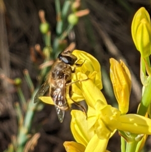 Eristalis tenax at Watson, ACT - 9 Nov 2021