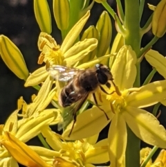 Eristalis tenax at Watson, ACT - 9 Nov 2021