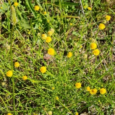 Calotis lappulacea (Yellow Burr Daisy) at Callum Brae - 9 Nov 2021 by Mike