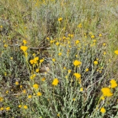 Chrysocephalum apiculatum (Common Everlasting) at Callum Brae - 9 Nov 2021 by Mike