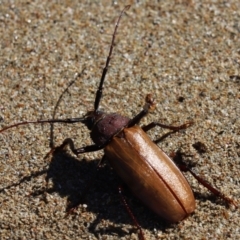 Unidentified Longhorn beetle (Cerambycidae) (TBC) at - 3 Jun 2021 by Tammy