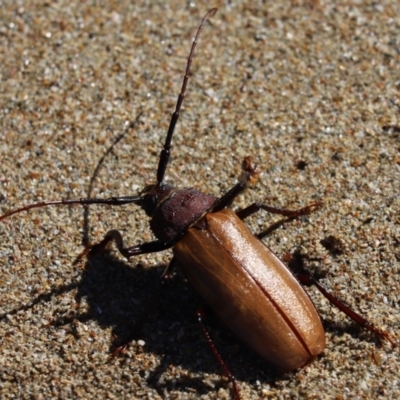 Unidentified Longhorn beetle (Cerambycidae) at Etty Bay, QLD - 3 Jun 2021 by Tammy