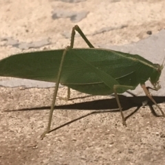 Caedicia simplex (Common Garden Katydid) at Garran, ACT - 6 Nov 2021 by Tapirlord