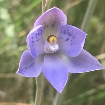 Thelymitra simulata (Graceful Sun-orchid) at Black Mountain - 7 Nov 2021 by Tapirlord