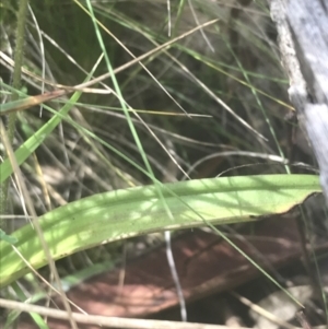 Thelymitra simulata at Acton, ACT - suppressed