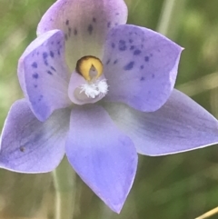 Thelymitra simulata at Acton, ACT - suppressed