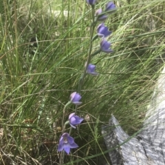 Thelymitra simulata at Acton, ACT - suppressed