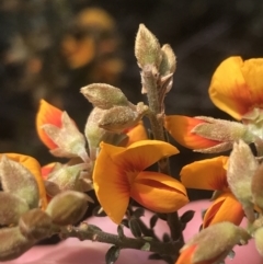 Mirbelia oxylobioides (Mountain Mirbelia) at Black Mountain - 7 Nov 2021 by Tapirlord