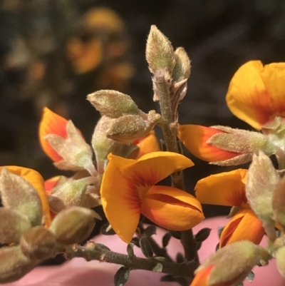 Mirbelia oxylobioides (Mountain Mirbelia) at Black Mountain - 7 Nov 2021 by Tapirlord