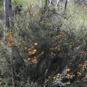 Mirbelia oxylobioides at Acton, ACT - 7 Nov 2021