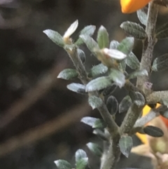 Mirbelia oxylobioides at Acton, ACT - 7 Nov 2021