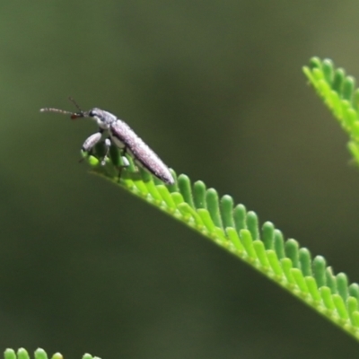 Rhinotia sp. (genus) (Unidentified Rhinotia weevil) at Cook, ACT - 15 Nov 2020 by Tammy