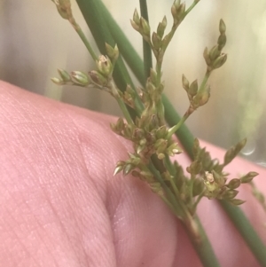 Juncus remotiflorus at Acton, ACT - 7 Nov 2021 02:33 PM