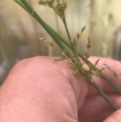 Juncus remotiflorus at Acton, ACT - 7 Nov 2021 02:33 PM