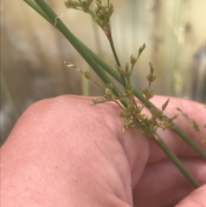 Juncus remotiflorus at Acton, ACT - 7 Nov 2021