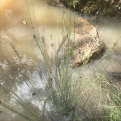 Juncus remotiflorus at Acton, ACT - 7 Nov 2021