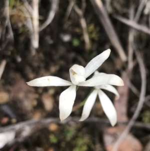 Caladenia ustulata at Point 5821 - suppressed