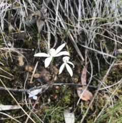 Caladenia ustulata at Point 5821 - suppressed