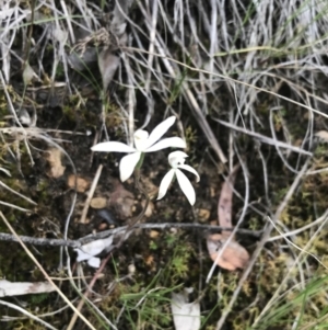 Caladenia ustulata at Point 5821 - suppressed