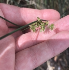 Juncus remotiflorus (Diffuse Rush) at Acton, ACT - 7 Nov 2021 by Tapirlord