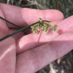 Juncus remotiflorus at Acton, ACT - 7 Nov 2021