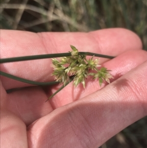 Juncus remotiflorus at Acton, ACT - 7 Nov 2021