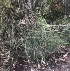 Juncus remotiflorus at Acton, ACT - 7 Nov 2021