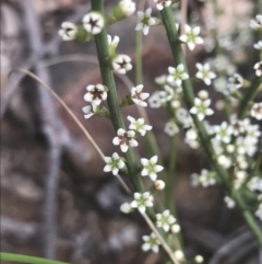 Choretrum pauciflorum (Dwarf Sour Bush) at Molonglo Valley, ACT - 7 Nov 2021 by Tapirlord