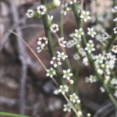 Choretrum pauciflorum (Dwarf Sour Bush) at Molonglo Valley, ACT - 7 Nov 2021 by Tapirlord