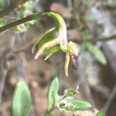 Caleana minor (Small Duck Orchid) at Black Mountain - 7 Nov 2021 by Tapirlord