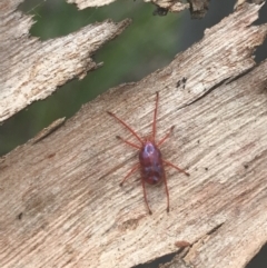 Rainbowia sp. (genus) (A mite) at Molonglo Valley, ACT - 7 Nov 2021 by Tapirlord