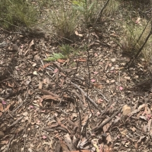 Acacia mearnsii at Molonglo Valley, ACT - 7 Nov 2021