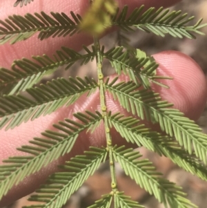 Acacia mearnsii at Molonglo Valley, ACT - 7 Nov 2021