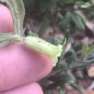 Billardiera scandens at Acton, ACT - 7 Nov 2021