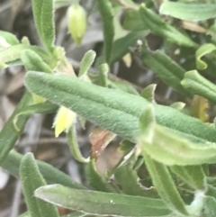 Billardiera scandens at Acton, ACT - 7 Nov 2021