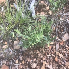 Billardiera scandens at Acton, ACT - 7 Nov 2021 04:15 PM