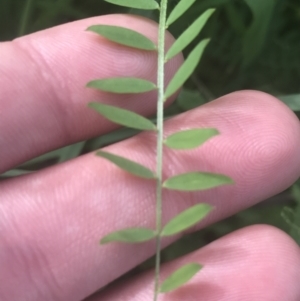 Vicia disperma at Acton, ACT - 7 Nov 2021