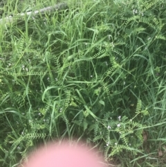 Vicia disperma at Acton, ACT - 7 Nov 2021