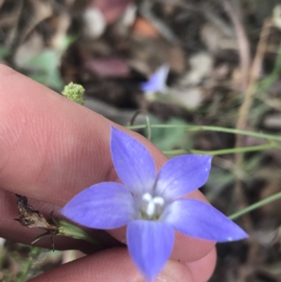 Wahlenbergia luteola (Yellowish Bluebell) at Sullivans Creek, Lyneham South - 8 Nov 2021 by Tapirlord