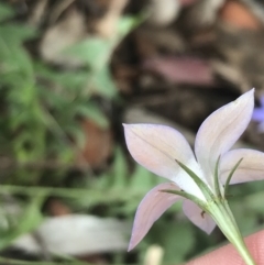 Wahlenbergia luteola at Lyneham, ACT - 8 Nov 2021